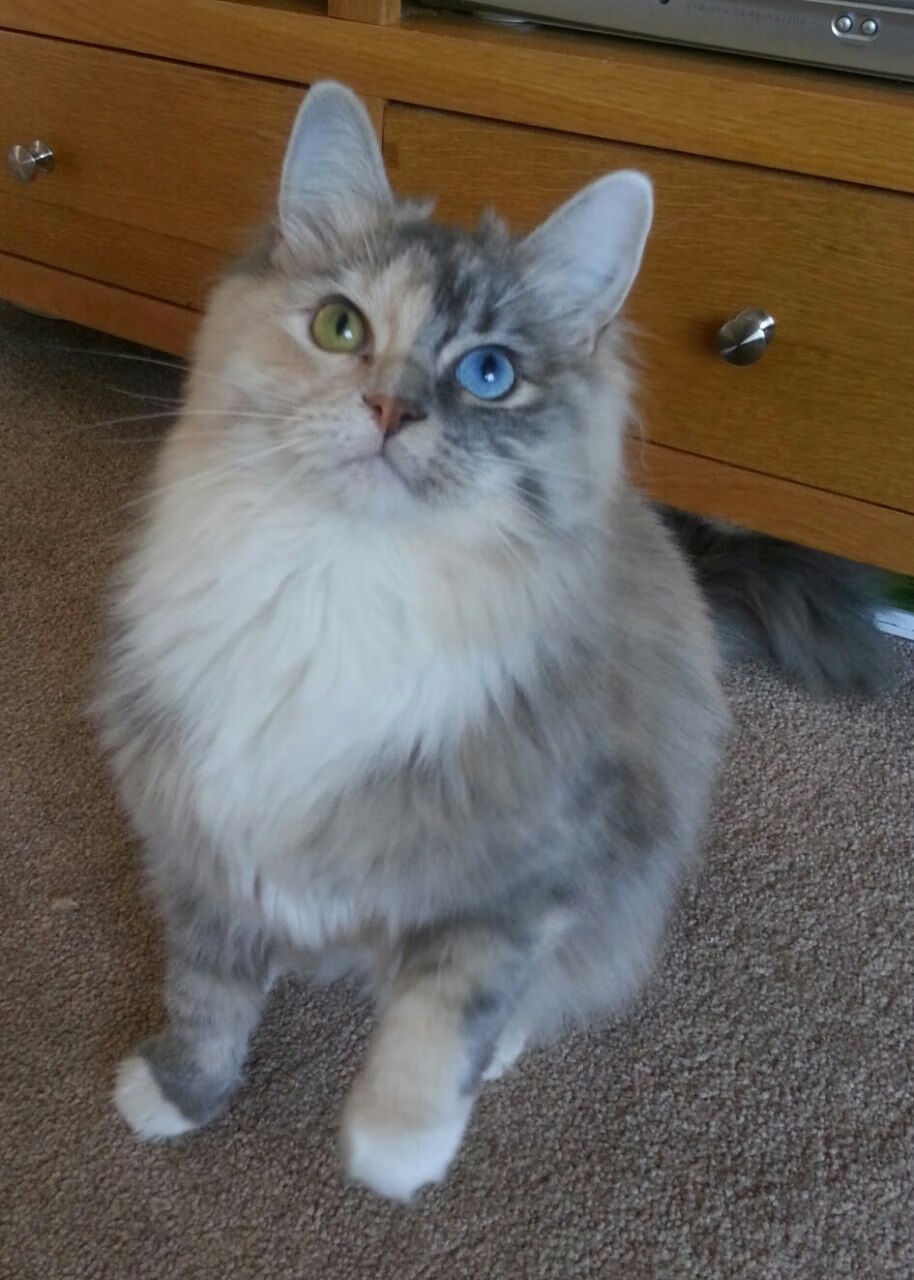 奥运男足:西班牙复仇德国成功,奥运会西班牙足球