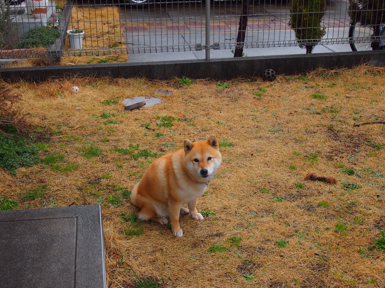 德甲精彩瞬间不断,战术多样化带来无限精彩,德甲打法特点