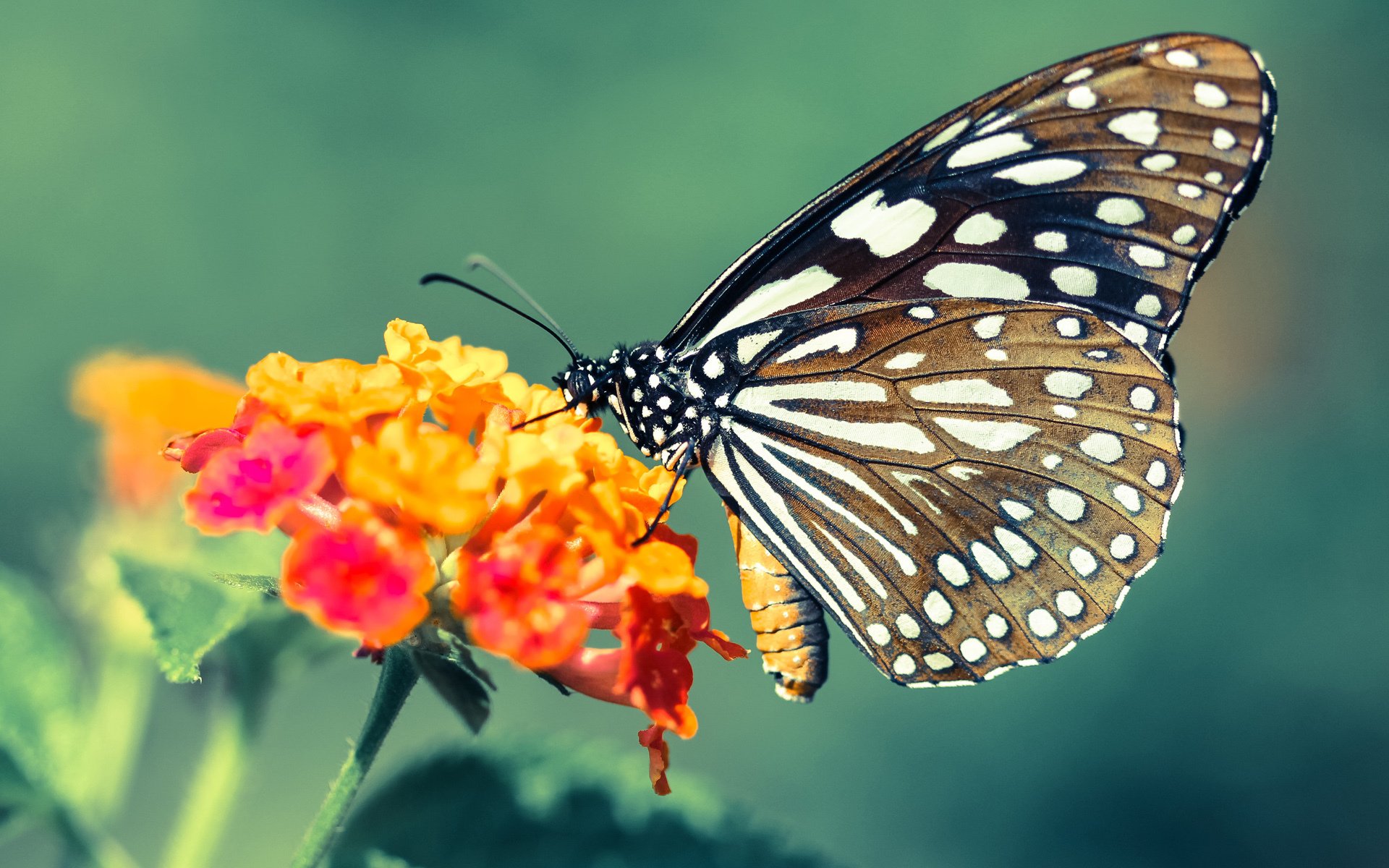 多特蒙德主场2-1战胜斯图加特,继续领跑德甲,多特蒙德主场叫什么