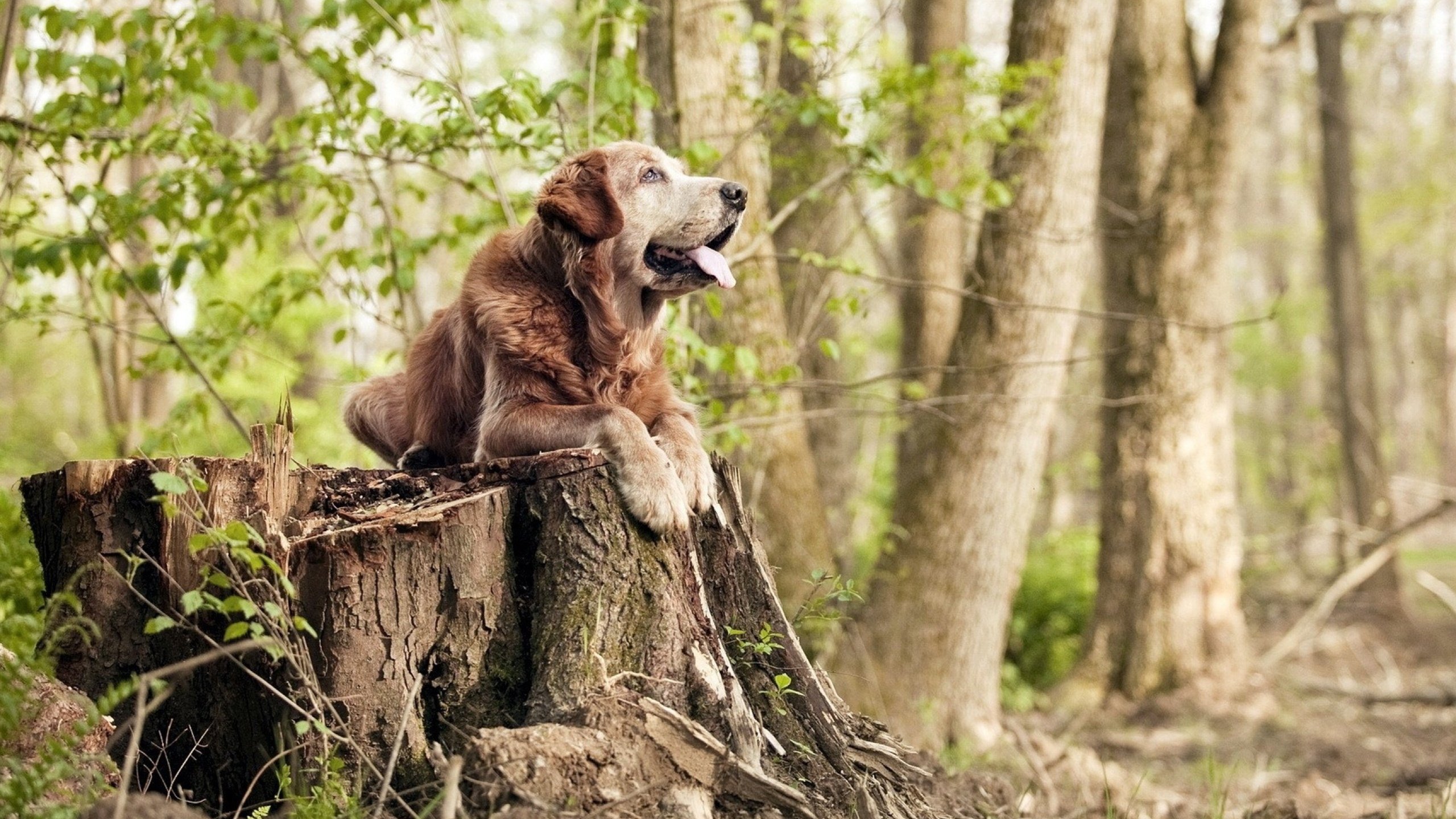 山东队争夺主场胜利,战胜上海队,山东对阵