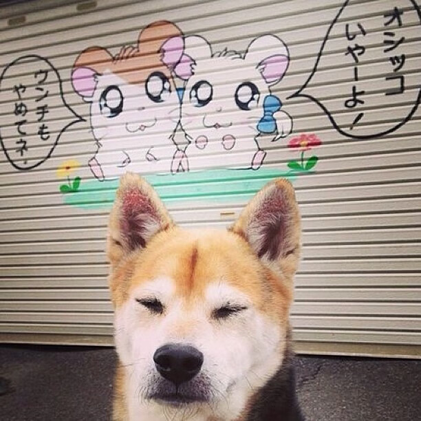 山东队争夺主场胜利,战胜上海队,山东对阵