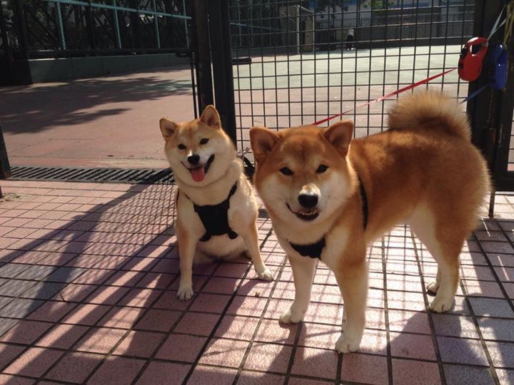 比利时队力克劲敌，稳步向前迈进，比利时队的打法