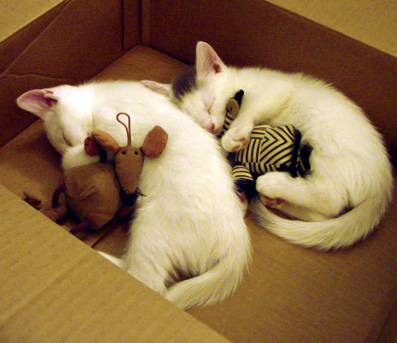 汉堡球队客场虽负,仍然确保德甲保级,汉堡球队客场虽负,仍然确保德甲保级