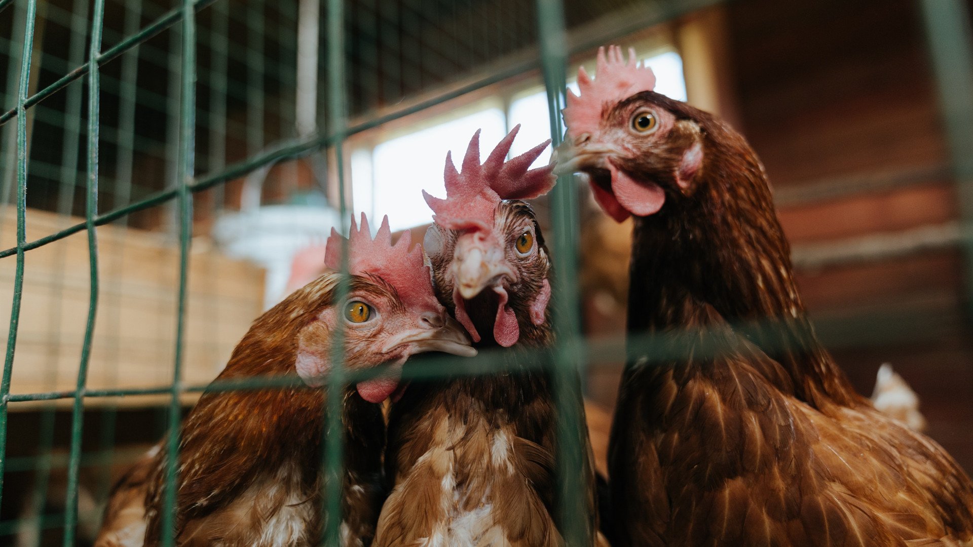 王者荣耀青训教练专项培训班在成都开班,王者荣耀青训班报名