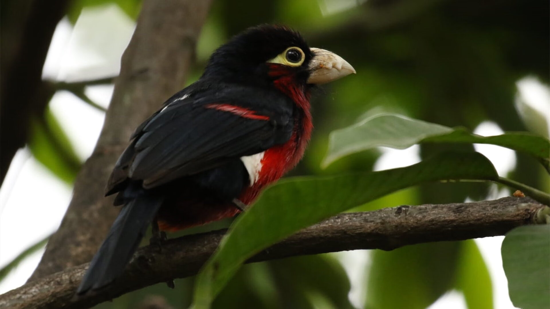 裁判员专业化培训是否满足联赛需要,裁判员培训计划