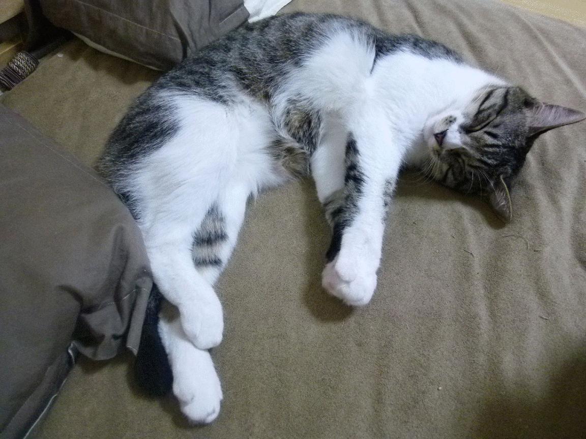 那不勒斯击败帕尔马,重新找回胜利感,那不勒斯战绩