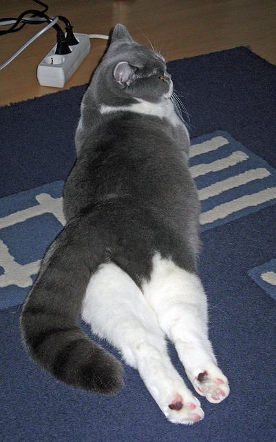 篮球运动员竞技状态评估技术研究,篮球运动员竞技能力结构模型