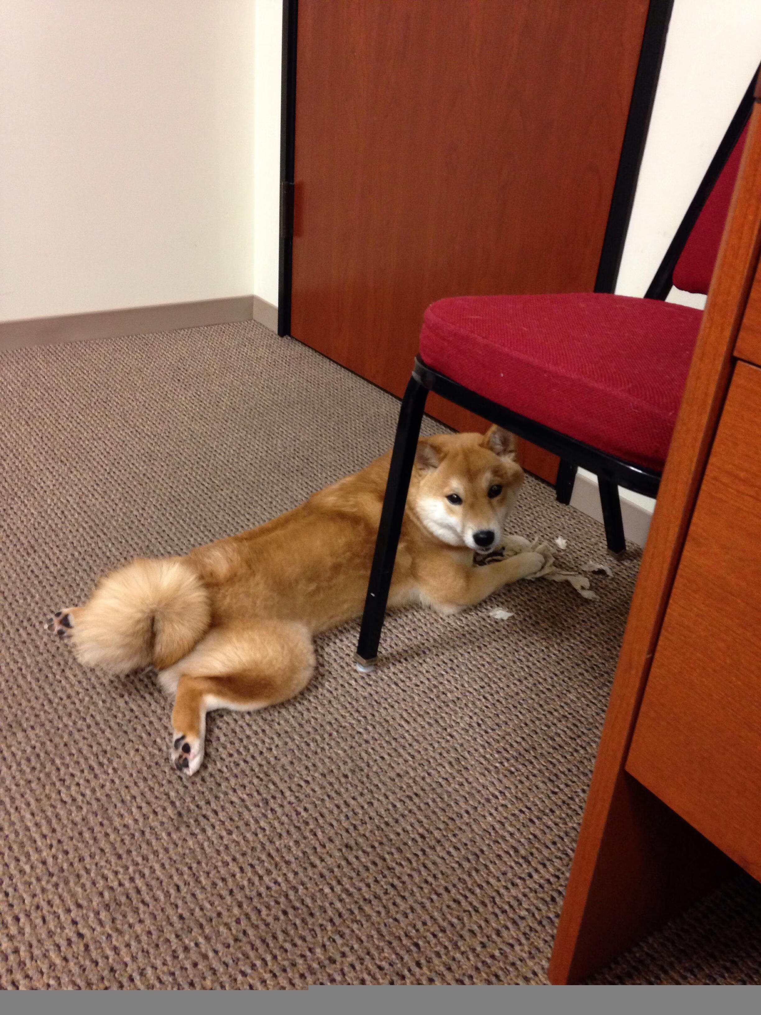 加拿大队赛制透视:赛制的灵活运用如何带来比赛胜利,加拿大队篮球