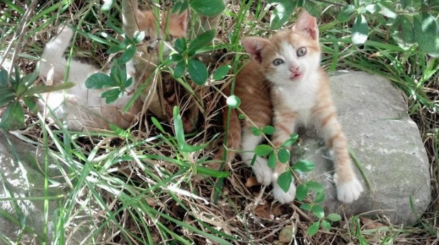 中国足球职业俱乐部推动训练数据实时监控系统，中国足协培训管理系统