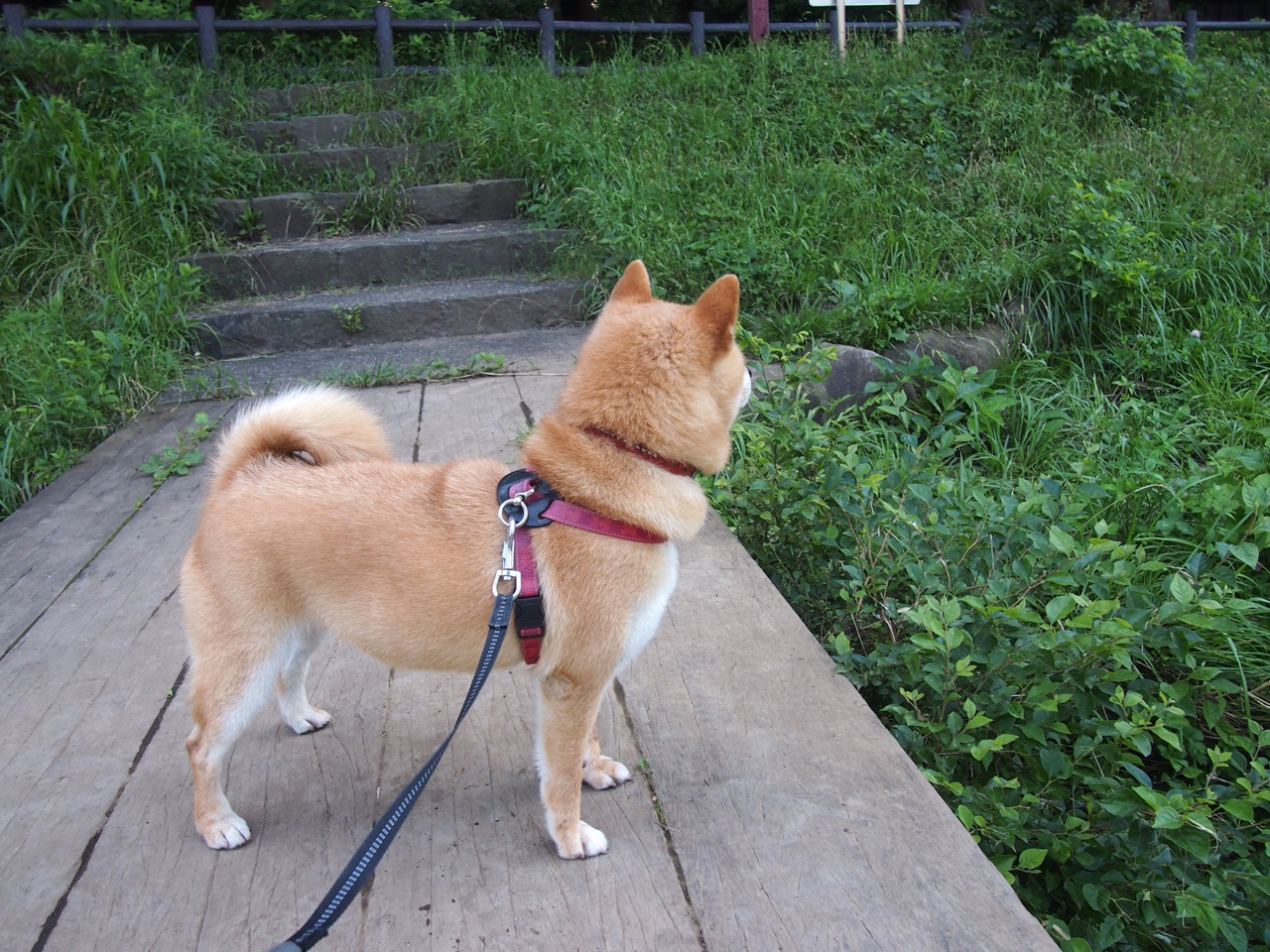 九游网-王宗源赛场表现赢得观众喝彩，王宗源参加哪些项目