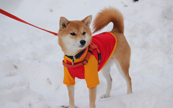 绿色可持续场馆建设持续推进,行业发展迈向绿色新时代,如何利用场馆的绿色设施做好增值服务