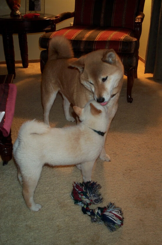 美洲杯明星助威:激情四溢,精彩纷呈!,美洲杯足球明星