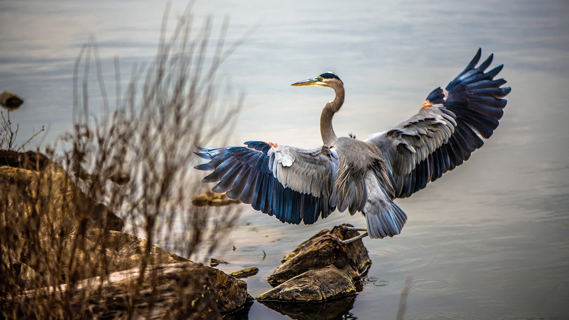 英超裁判评议制度改革建议,英超裁判主队