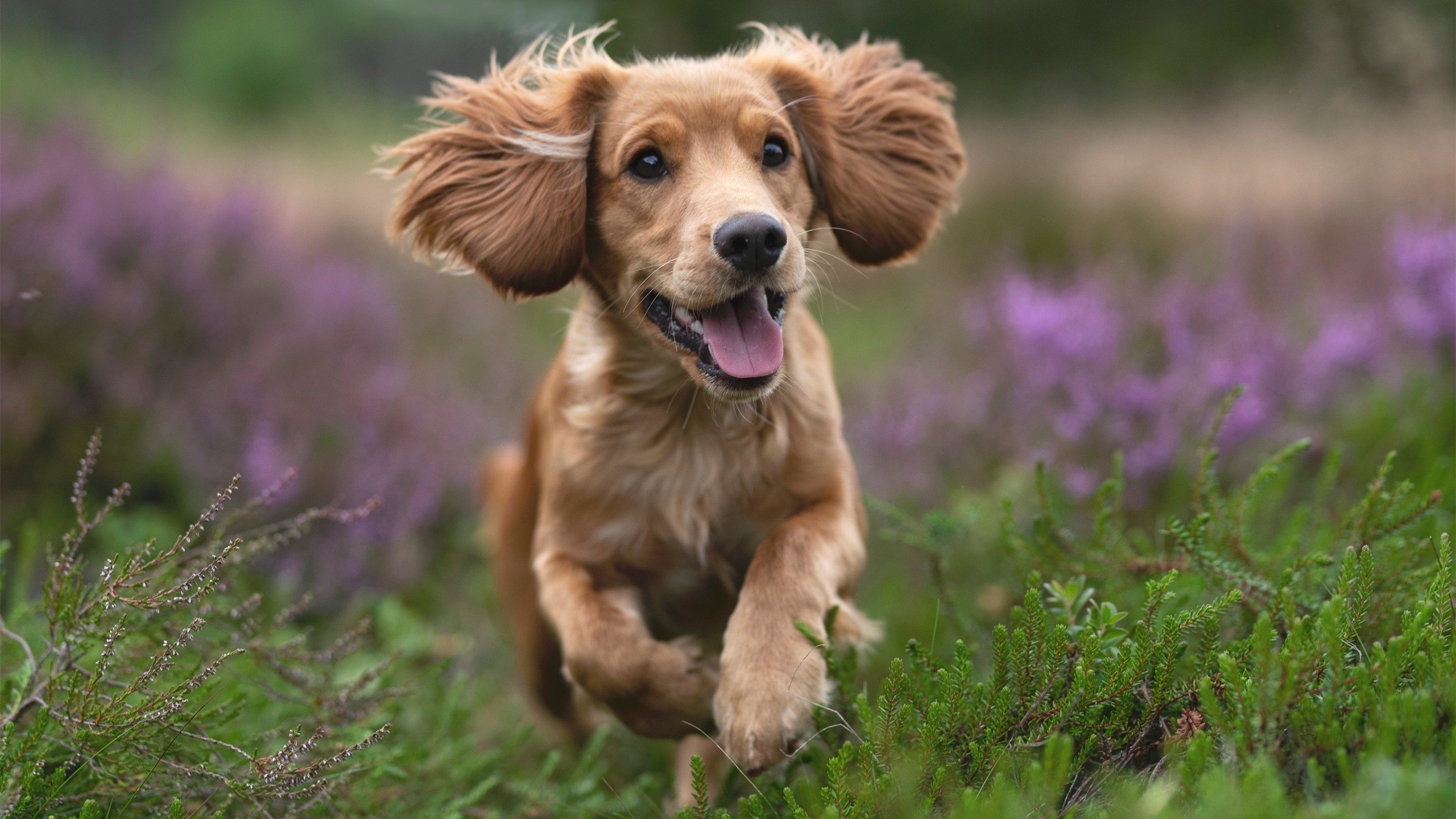 Jiuyou-莱昂·马尔尚男子200米个人混合泳决赛强势夺冠，男子200米混合泳英国选手